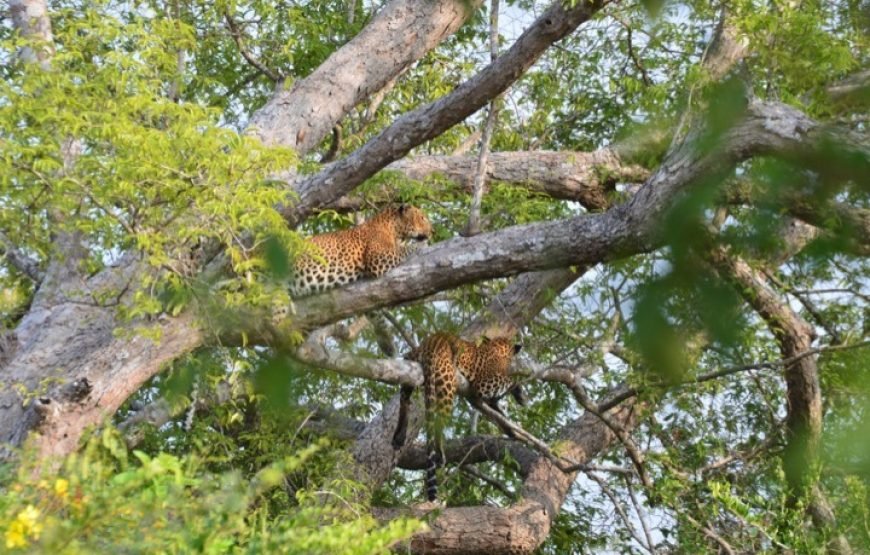 Discover Yala National Park – A Wild Adventure with Trusted Guides!