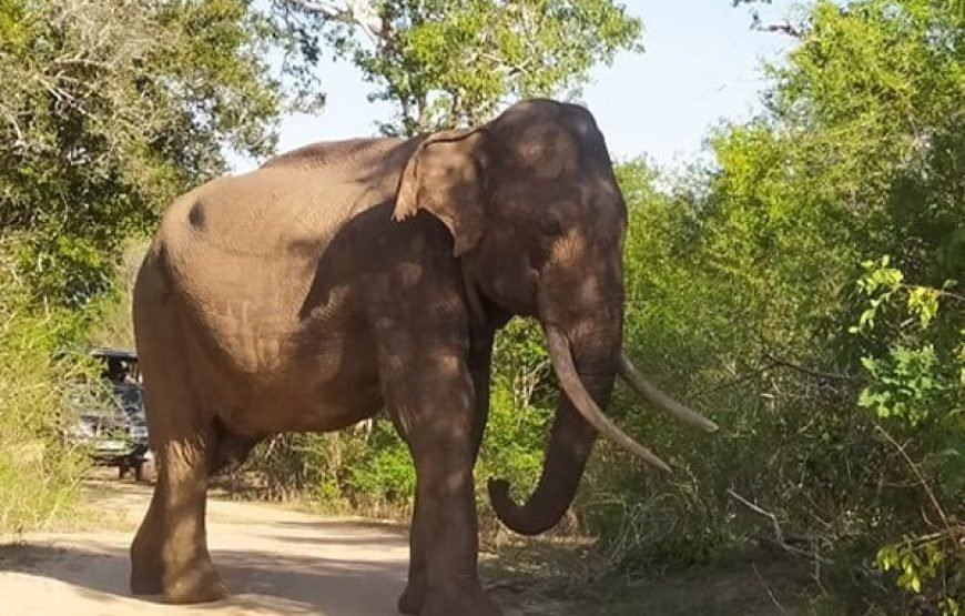 Discover Yala National Park – A Wild Adventure with Trusted Guides!