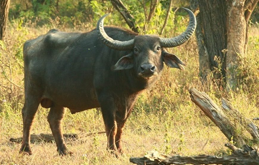 Discover Yala National Park – A Wild Adventure with Trusted Guides!