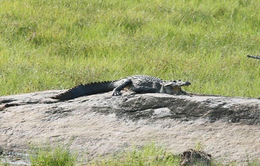 Discover Yala National Park – A Wild Adventure with Trusted Guides!