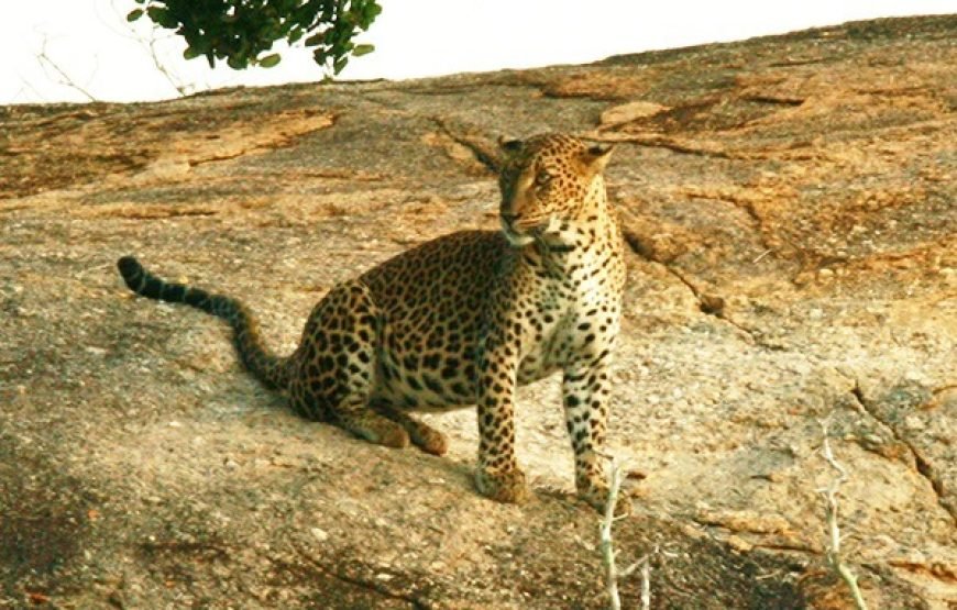 Discover Yala National Park – A Wild Adventure with Trusted Guides!