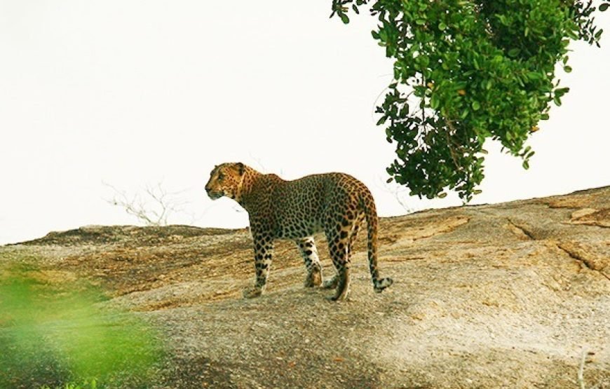Discover Yala National Park – A Wild Adventure with Trusted Guides!