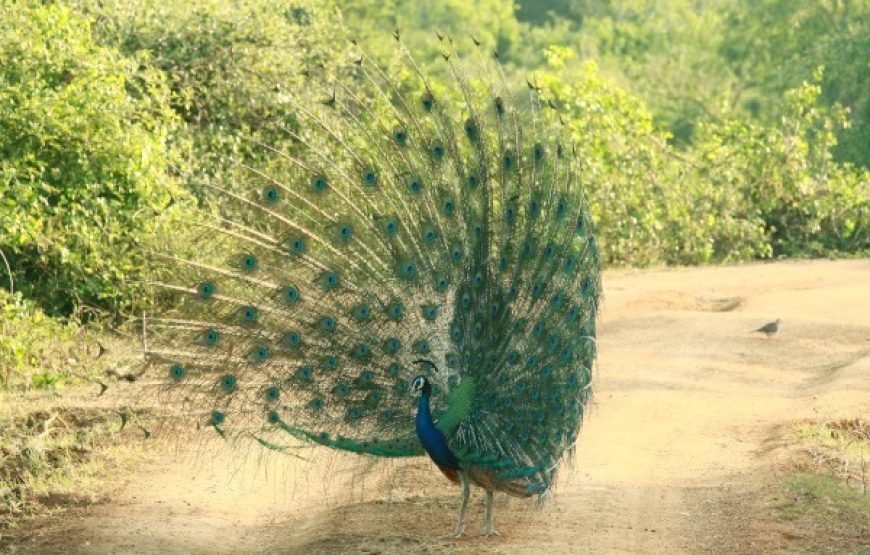 Discover Yala National Park – A Wild Adventure with Trusted Guides!