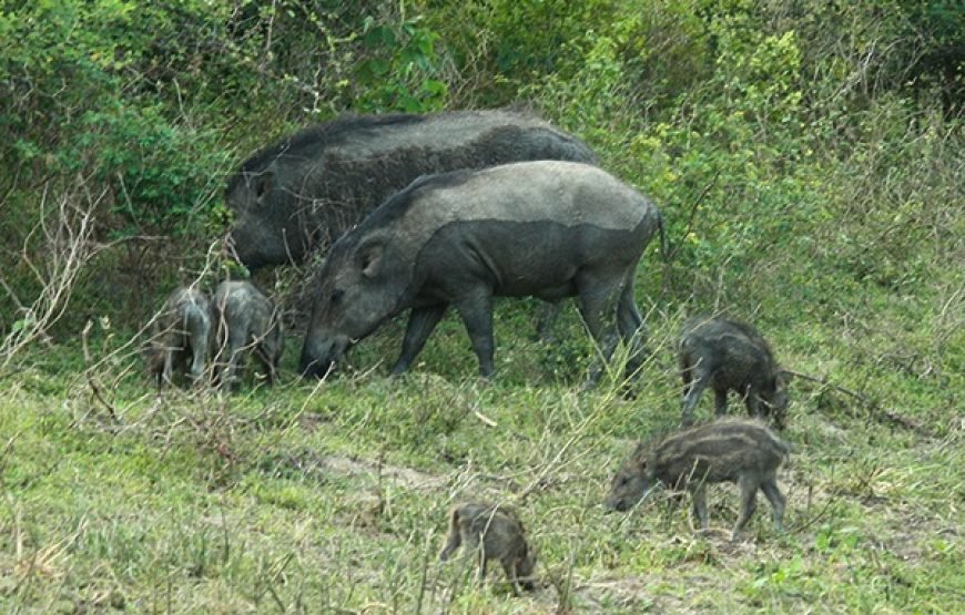 Discover Yala National Park – A Wild Adventure with Trusted Guides!