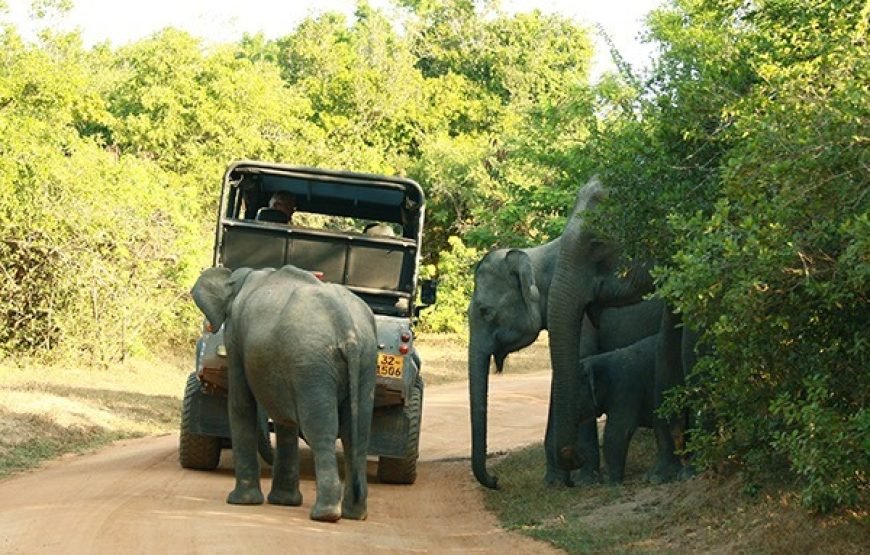 Discover Yala National Park – A Wild Adventure with Trusted Guides!