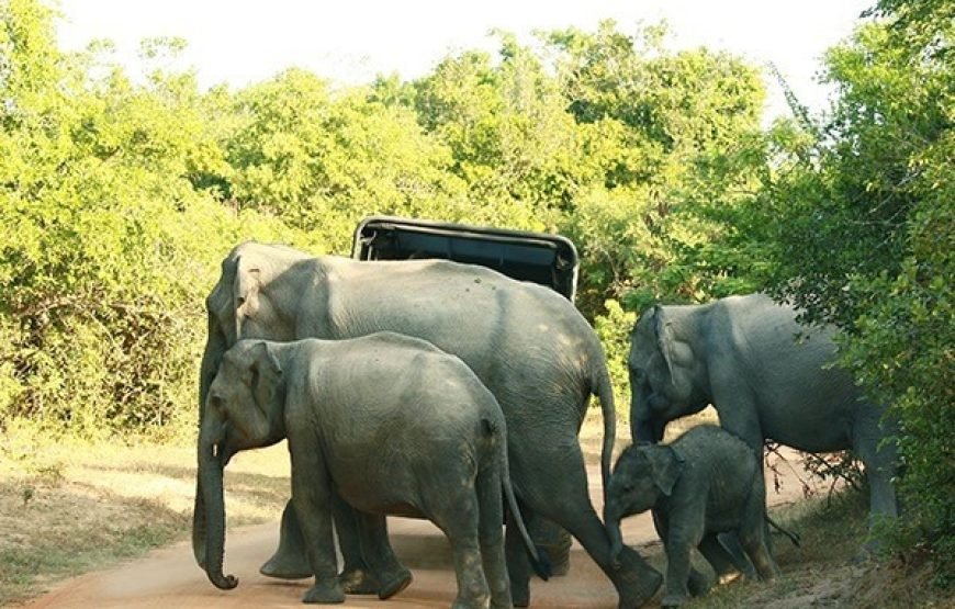 Discover Yala National Park – A Wild Adventure with Trusted Guides!