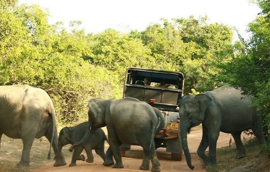 Discover Yala National Park – A Wild Adventure with Trusted Guides!