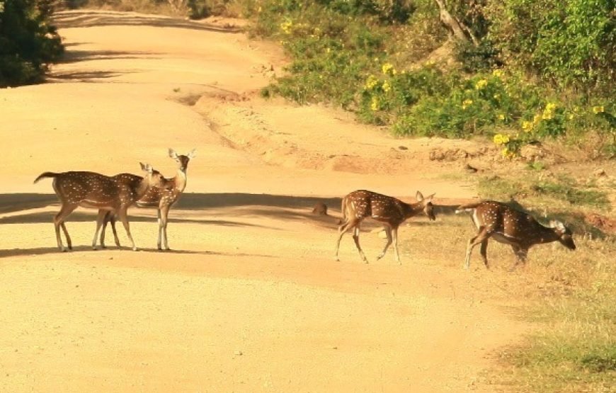 Discover Yala National Park – A Wild Adventure with Trusted Guides!