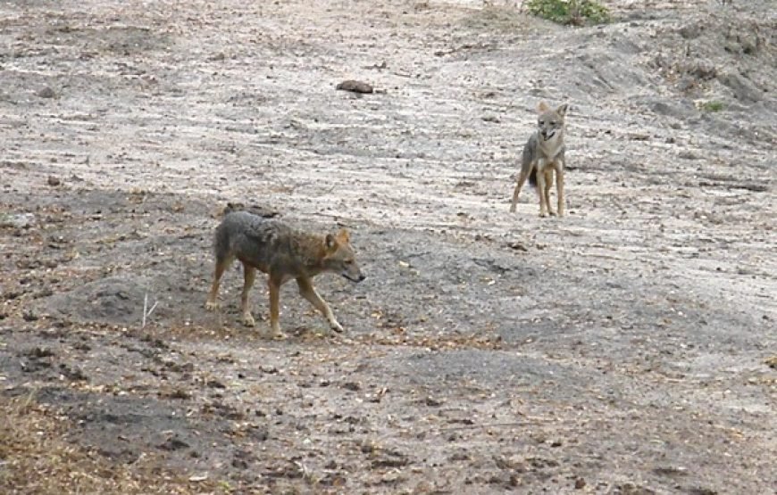 Discover Yala National Park – A Wild Adventure with Trusted Guides!