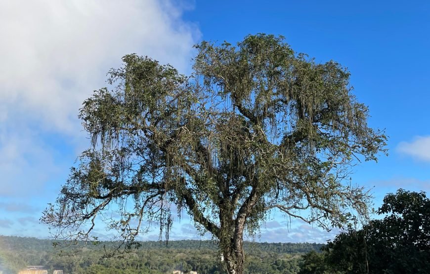 Iguassu Falls Full-Day Experience: Brazil & Argentina Sides + Skip-the-Line & Hotel Pickup