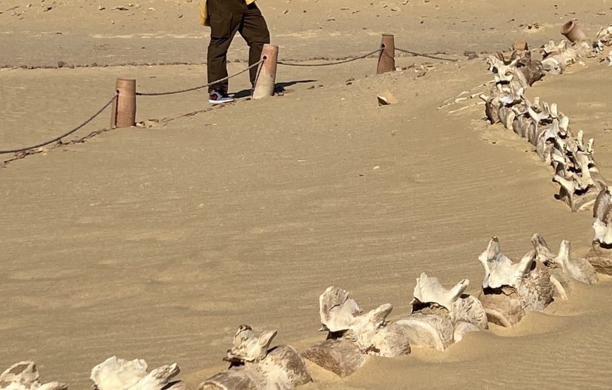 Fayoum Oasis & Wadi El-Rayan Waterfalls Day Tour from Cairo
