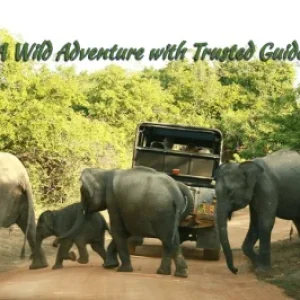 Discover Yala National Park – A Wild Adventure with Trusted Guides!