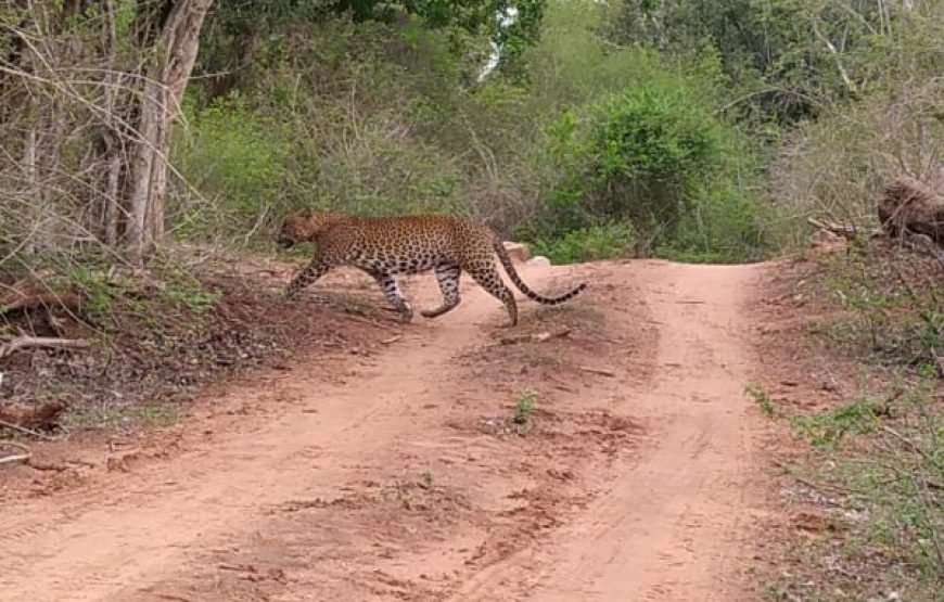 Discover Yala National Park – A Wild Adventure with Trusted Guides!