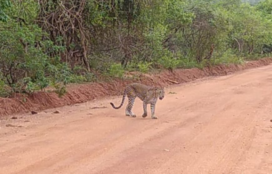 Discover Yala National Park – A Wild Adventure with Trusted Guides!