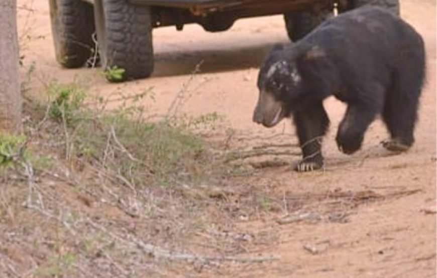 Discover Yala National Park – A Wild Adventure with Trusted Guides!