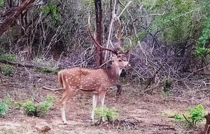 Discover Yala National Park – A Wild Adventure with Trusted Guides!