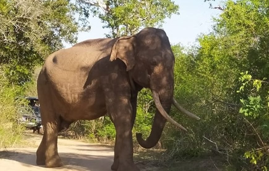 Discover Yala National Park – A Wild Adventure with Trusted Guides!