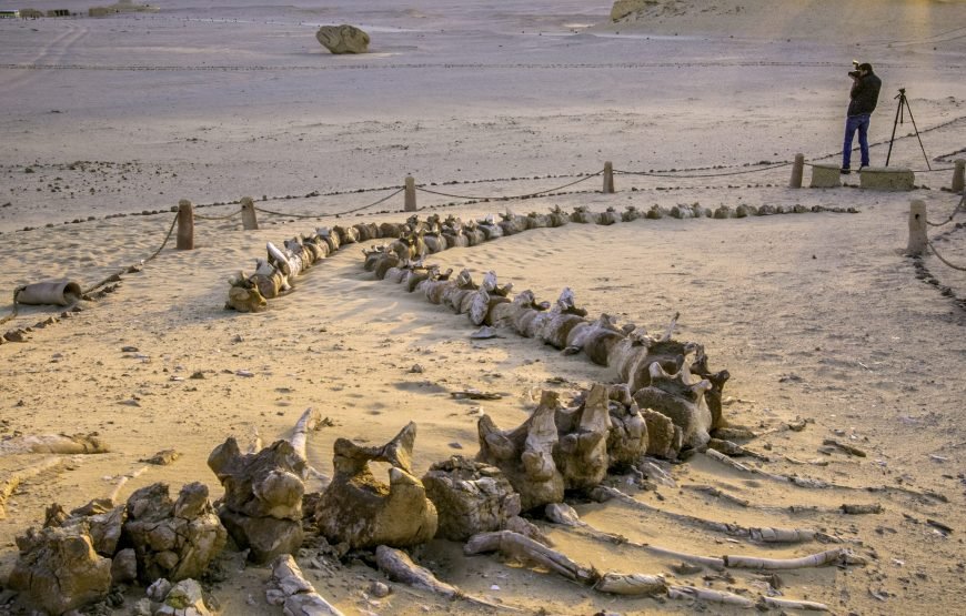 Fayoum Oasis & Wadi El-Rayan Waterfalls Day Tour from Cairo