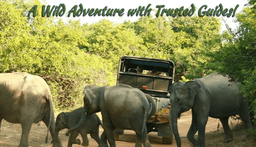 Discover Yala National Park – A Wild Adventure with Trusted Guides!