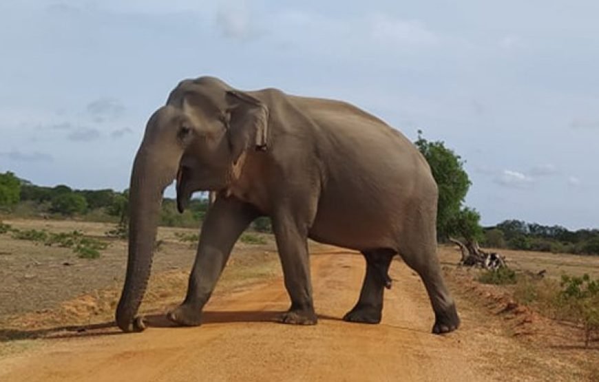 Discover Yala National Park – A Wild Adventure with Trusted Guides!