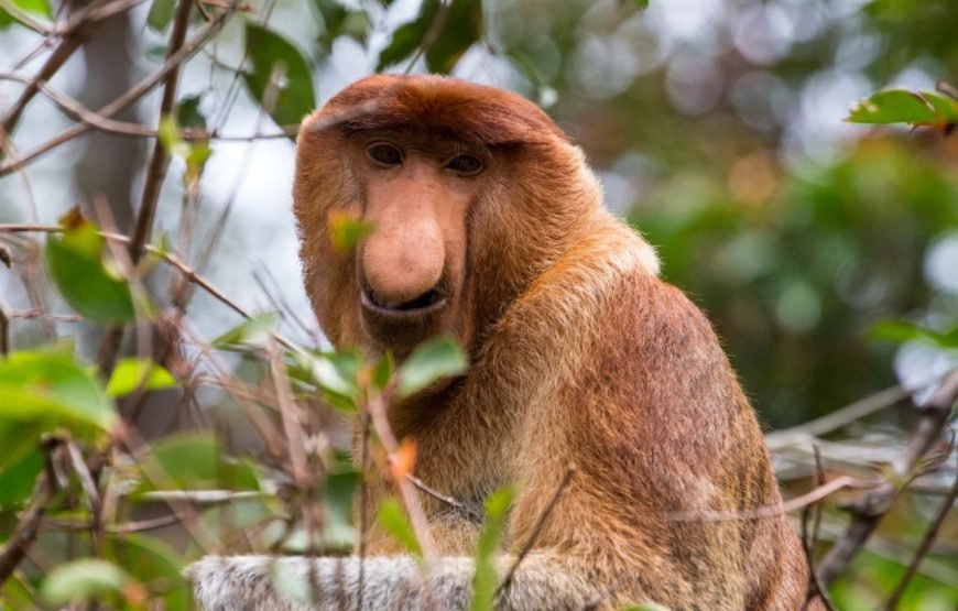Bongawan River Cruise: Proboscis Monkey & Fireflies Viewing