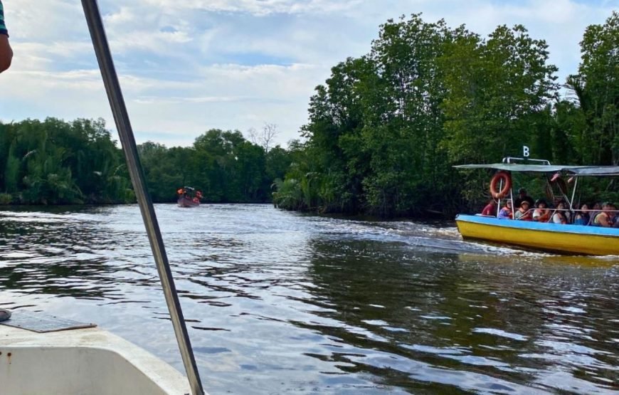 Bongawan River Cruise: Proboscis Monkey & Fireflies Viewing