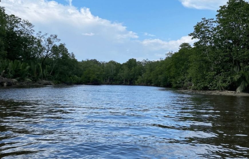 Bongawan River Cruise: Proboscis Monkey & Fireflies Viewing