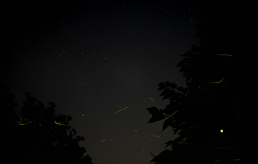 Bongawan River Cruise: Proboscis Monkey & Fireflies Viewing