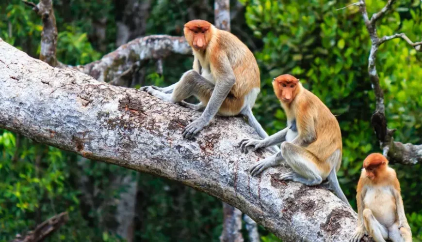 Bongawan River Cruise: Proboscis Monkey & Fireflies Viewing