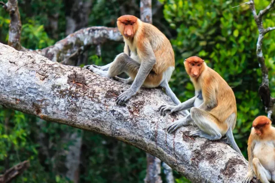 Bongawan River Cruise: Proboscis Monkey & Fireflies Viewing