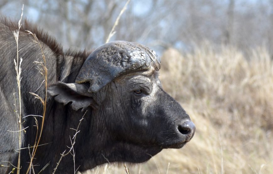 Full day Exclusive Kruger National Park Safari