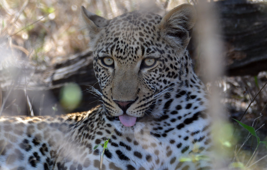 Full day Exclusive Kruger National Park Safari