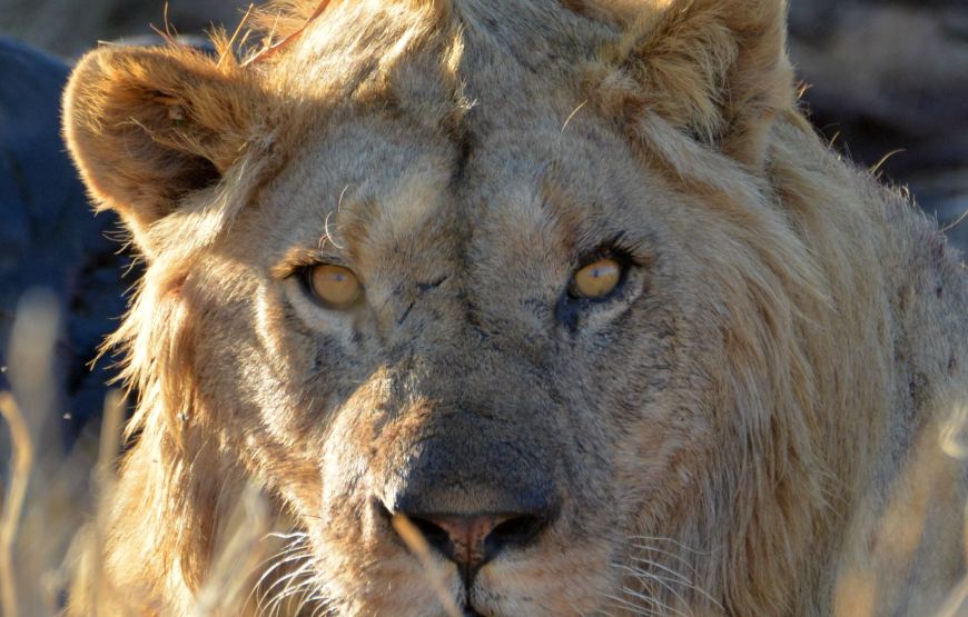 Full day Exclusive Kruger National Park Safari