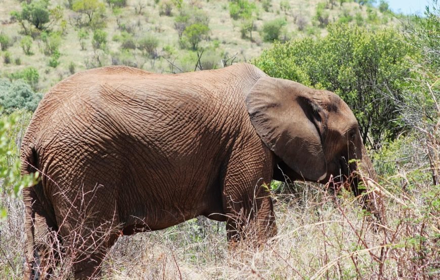 Safari Experience of Pilanesberg Nature Reserve