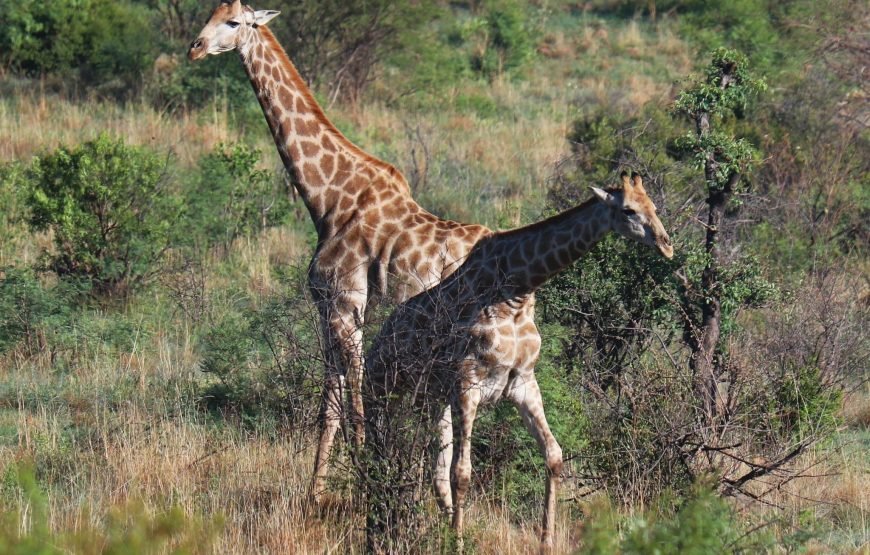 Safari Experience of Pilanesberg Nature Reserve