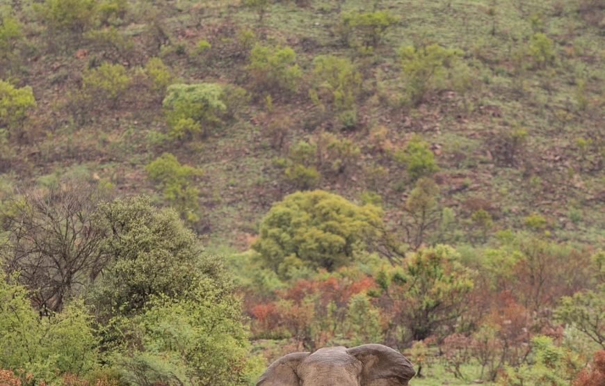 Safari Experience of Pilanesberg Nature Reserve