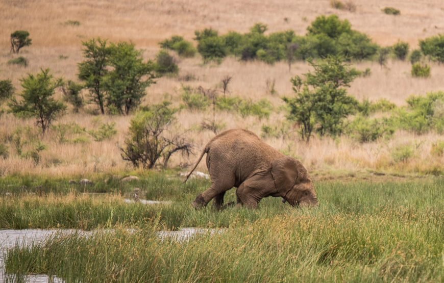 Safari Experience of Pilanesberg Nature Reserve
