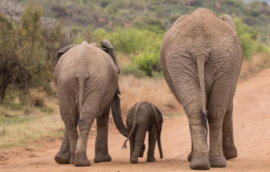 Safari Experience of Pilanesberg Nature Reserve