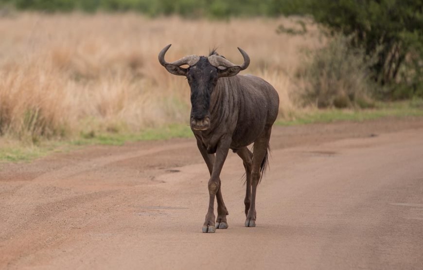Safari Experience of Pilanesberg Nature Reserve