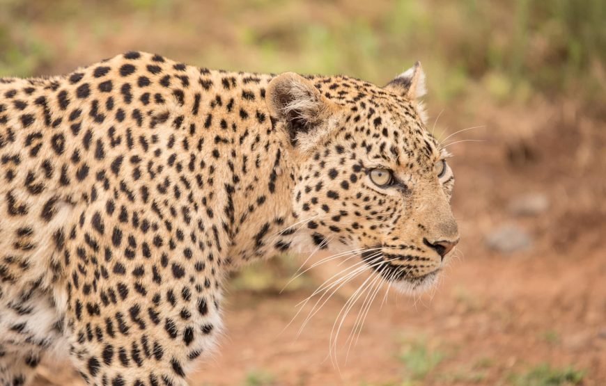 Safari Experience of Pilanesberg Nature Reserve