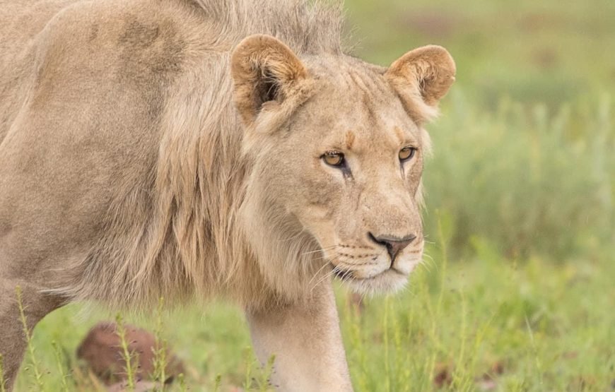 Safari Experience of Pilanesberg Nature Reserve