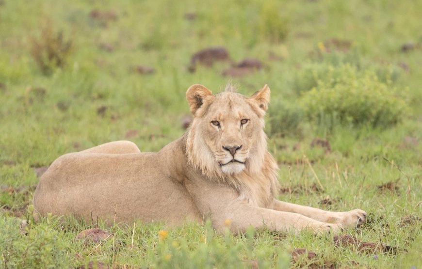 Safari Experience of Pilanesberg Nature Reserve