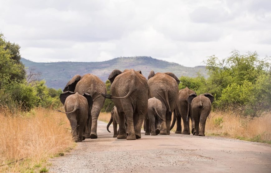 Safari Experience of Pilanesberg Nature Reserve