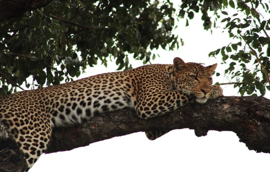 Full day Exclusive Kruger National Park Safari