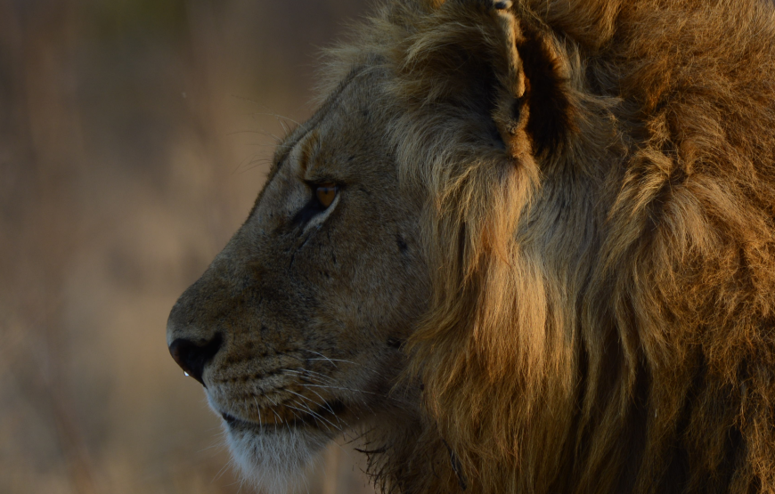 Full day Exclusive Kruger National Park Safari