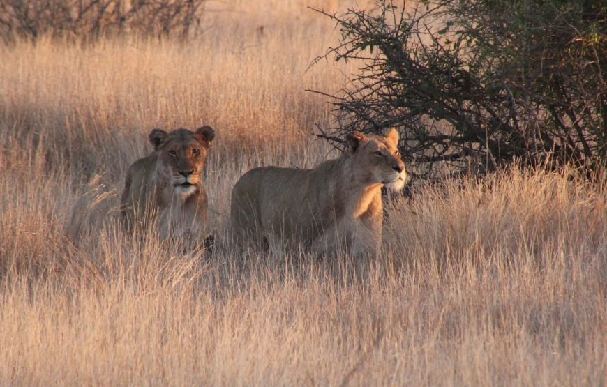 4 Day Kruger to Panorama Route Tour