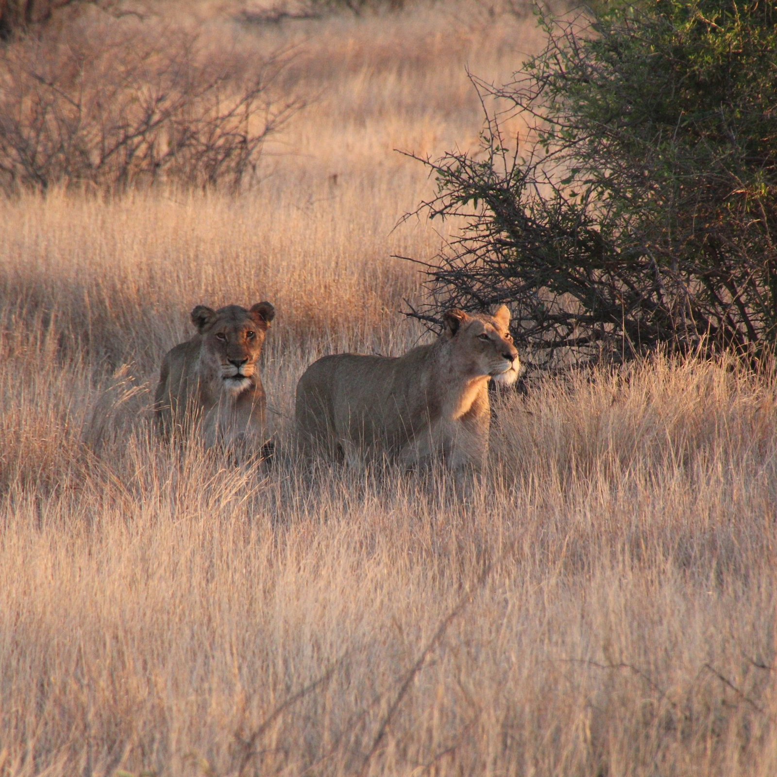 Big 5 Game Viewing