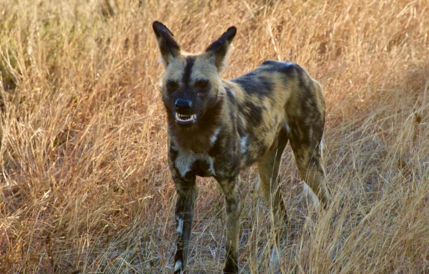Full day Exclusive Kruger National Park Safari