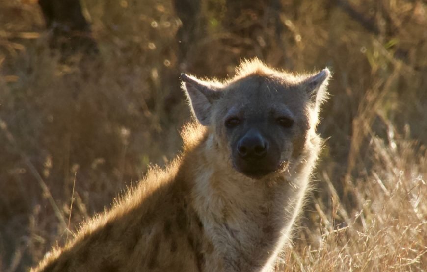 Full day Exclusive Kruger National Park Safari