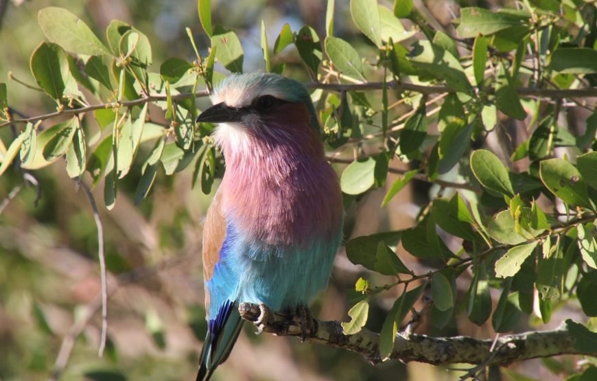 Full day Exclusive Kruger National Park Safari